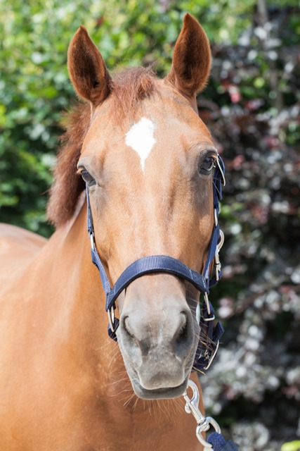 pony's en Paarden – Stal Groenendaal